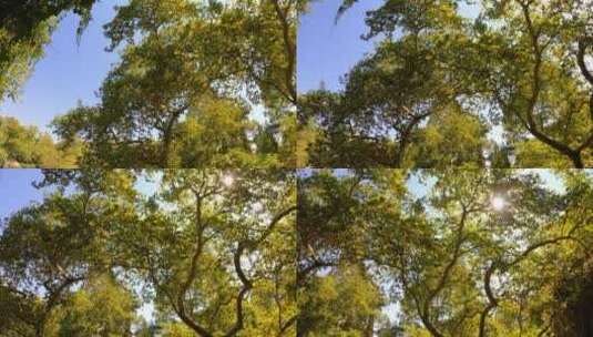 天空背景下繁茂的大树高清在线视频素材下载