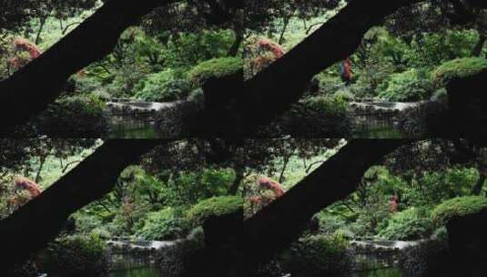园林雨后绿公园树景观自然山水溪流小溪高清在线视频素材下载