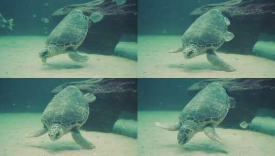 海底的缓慢移动的乌龟高清在线视频素材下载