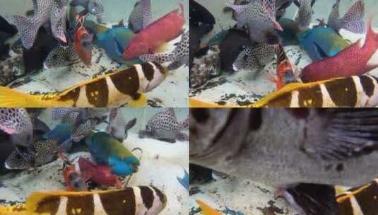 西沙群岛南海鱼群地拍高清在线视频素材下载