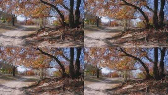 4K高清实拍秋季枫叶枫树林老树高清在线视频素材下载