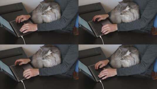 男人抱着猫在工作高清在线视频素材下载