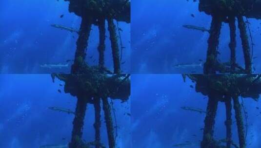 梭鱼在水下绕着沉船游泳高清在线视频素材下载