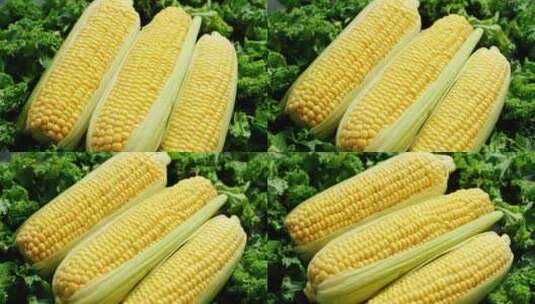 微距拍摄三根成熟的玉米高清在线视频素材下载