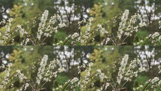 白色的李子花高清在线视频素材下载