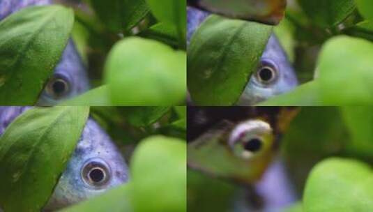 微距热带鱼鱼吃食鱼眼睛鱼鳃鱼鳞高清在线视频素材下载