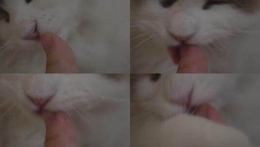 布偶猫咪舔手猫舌头倒刺高清在线视频素材下载