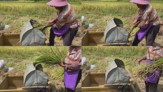 农村手工收水稻4K实拍视频高清在线视频素材下载