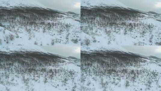 被白雪覆盖的空树高清在线视频素材下载