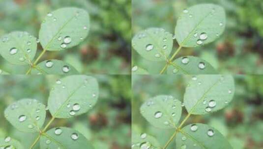 雨天叶子上的露水微距水滴4k超清高清在线视频素材下载