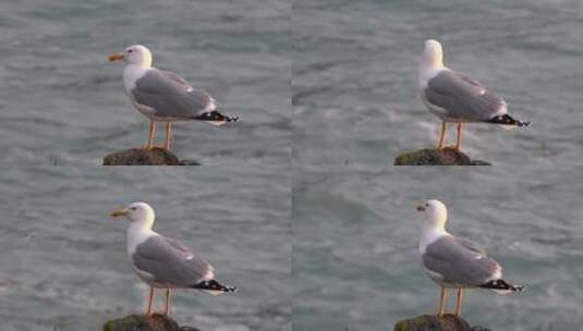 海鸥站在岩石上高清在线视频素材下载