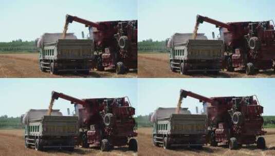 小麦收割粮车装粮高清在线视频素材下载