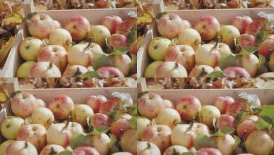 农场木箱里采摘的苹果高清在线视频素材下载