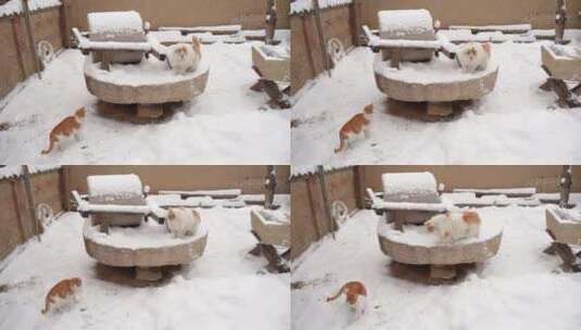 冬季雪天院子中的猫石磨高清在线视频素材下载