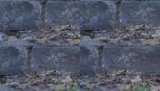 旅游景区 南京明城墙 枯叶墙根刻字砖 右移高清在线视频素材下载