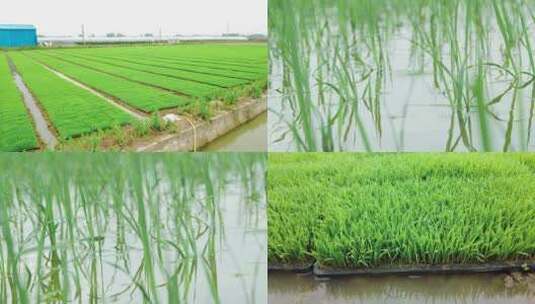 水稻田视频高清在线视频素材下载