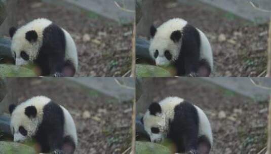 可爱的幼年大熊猫高清在线视频素材下载