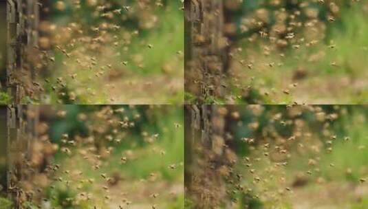 养蜂场里蜜蜂飞舞的慢镜头高清在线视频素材下载