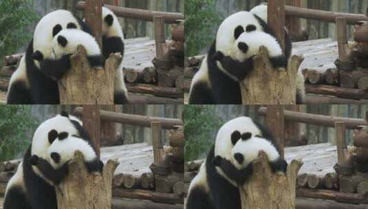 淘气的熊猫宝宝萌萌哒的玩耍高清在线视频素材下载
