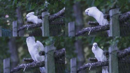 白鹦鹉在栏杆上下跳动高清在线视频素材下载