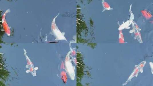 锦鲤在水池中游荡高清在线视频素材下载