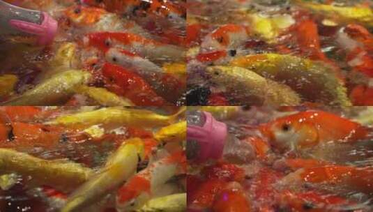 锦鲤夺食金鱼喂食喂养观赏鱼高清在线视频素材下载