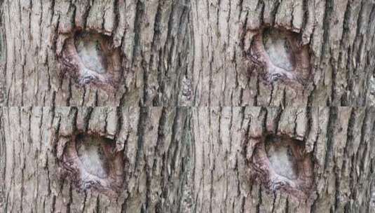 树上的疤痕高清在线视频素材下载