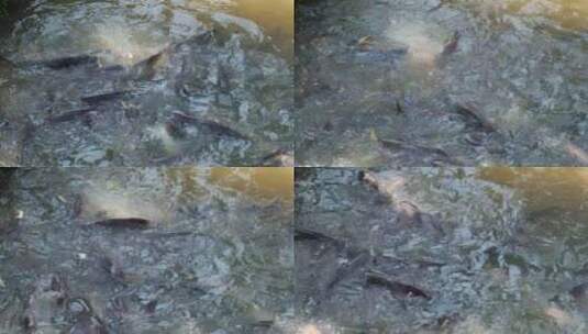 一群在公共池塘里喂食食物的庞加西亚鱼。高清在线视频素材下载