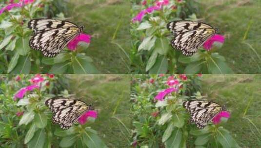美丽蝴蝶背景高清在线视频素材下载