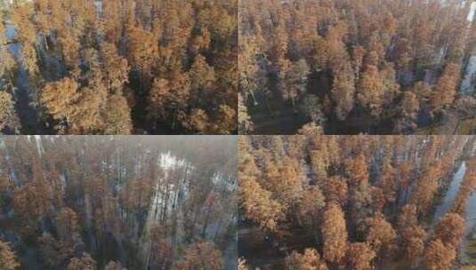 湖北涨渡湖航拍秋天水上森林湿地候鸟大远景高清在线视频素材下载