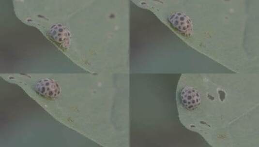 植物叶子上的瓢虫LOG高清在线视频素材下载