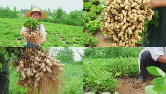 花生丰收高清在线视频素材下载