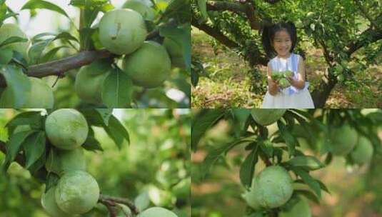 奈李种植基地高清在线视频素材下载