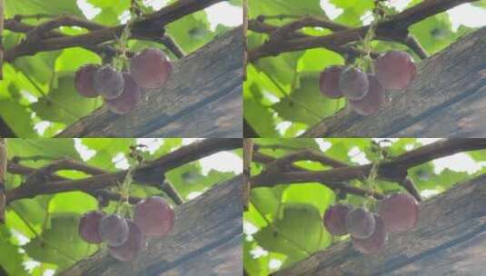 葡萄树上的水果高清在线视频素材下载