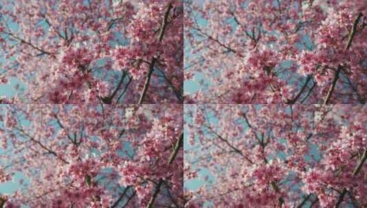春天的桃花和樱花高清在线视频素材下载