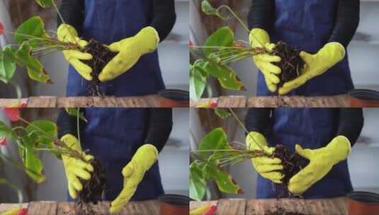 戴着黄色手套的女性手从事移植的特写高清在线视频素材下载