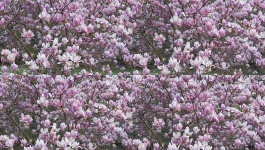 树枝上的粉色玉兰花高清在线视频素材下载