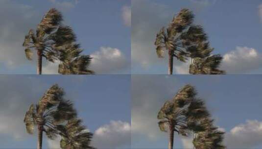 棕榈树被强风吹弯高清在线视频素材下载