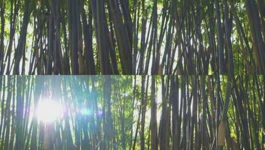 阳光穿透竹林景观高清在线视频素材下载