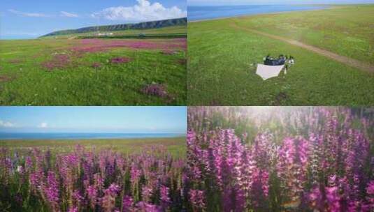 航拍8月青海湖湖畔野花高清在线视频素材下载