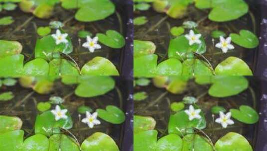 金银莲花水生草本水草类植物高清在线视频素材下载