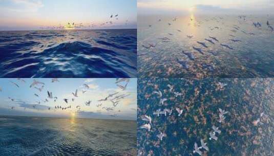 4K 海鸥在大海自由飞翔慢动作高清在线视频素材下载