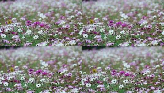 4K升格实拍秋天盛开的波斯菊花丛空镜高清在线视频素材下载