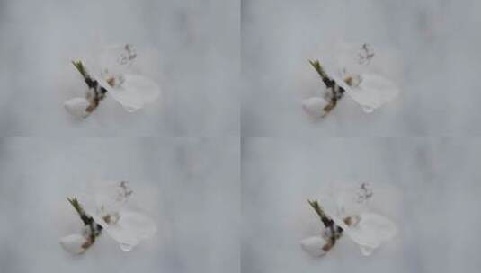 花朵上的露水，慢镜头高清在线视频素材下载