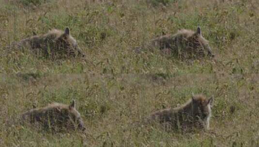 鬣狗在草原上躺着高清在线视频素材下载