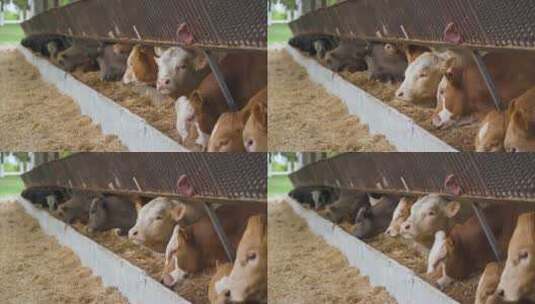 正在吃饲料的牛高清在线视频素材下载