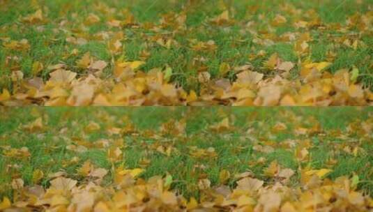 草地上掉落的金黄的银杏树叶高清在线视频素材下载