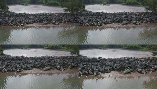 航拍河边的野生白鹭高清在线视频素材下载