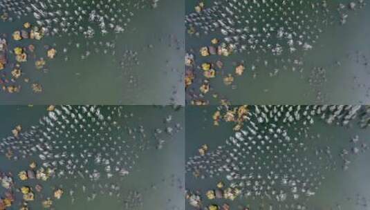 4K航拍俯瞰深秋湖水浸泡的白桦树树林秋色高清在线视频素材下载