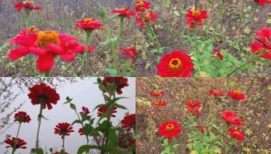 百日菊步步登高花语持续的爱雨后花朵高清在线视频素材下载